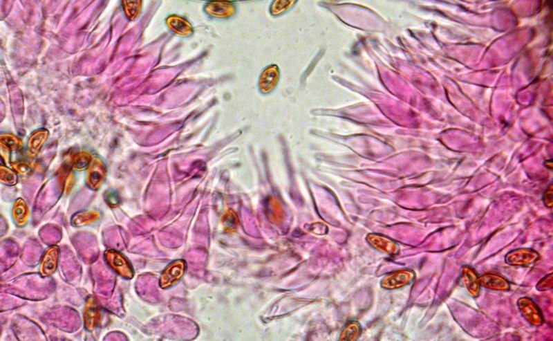 Spore e cistidi di Macrocystidia cocumis